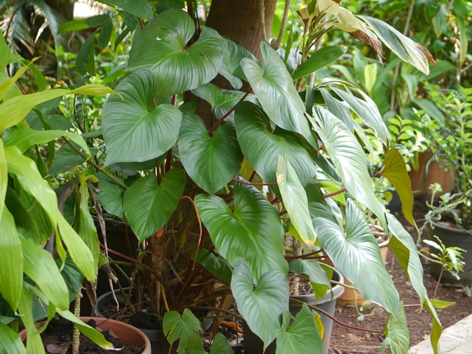 Pianta rampicante Homalomena rubescens