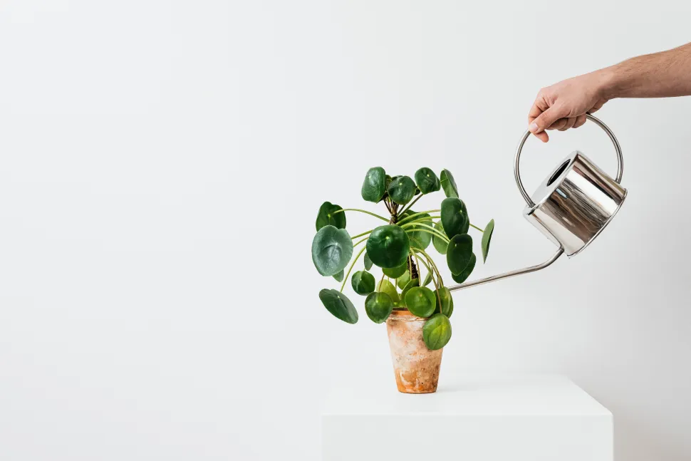 Mani che innaffiano una Pilea