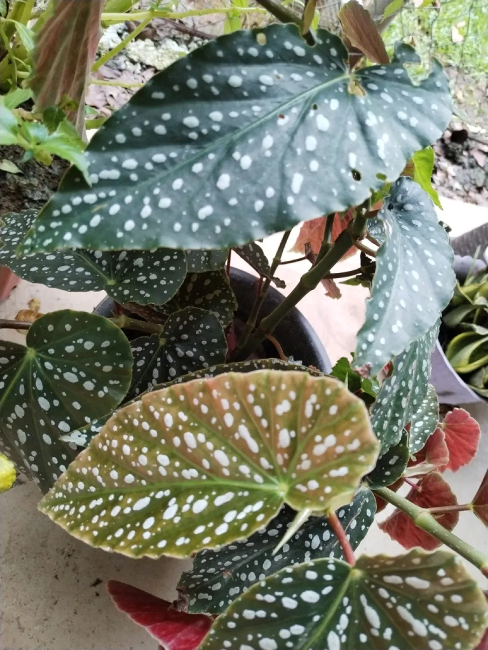 Blätter von Begonia maculata