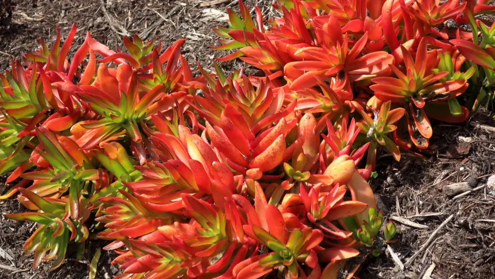 Crassula capitella 'Campfire' als bodembedekker