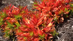 Crassula capitella 'Campfire' as ground cover