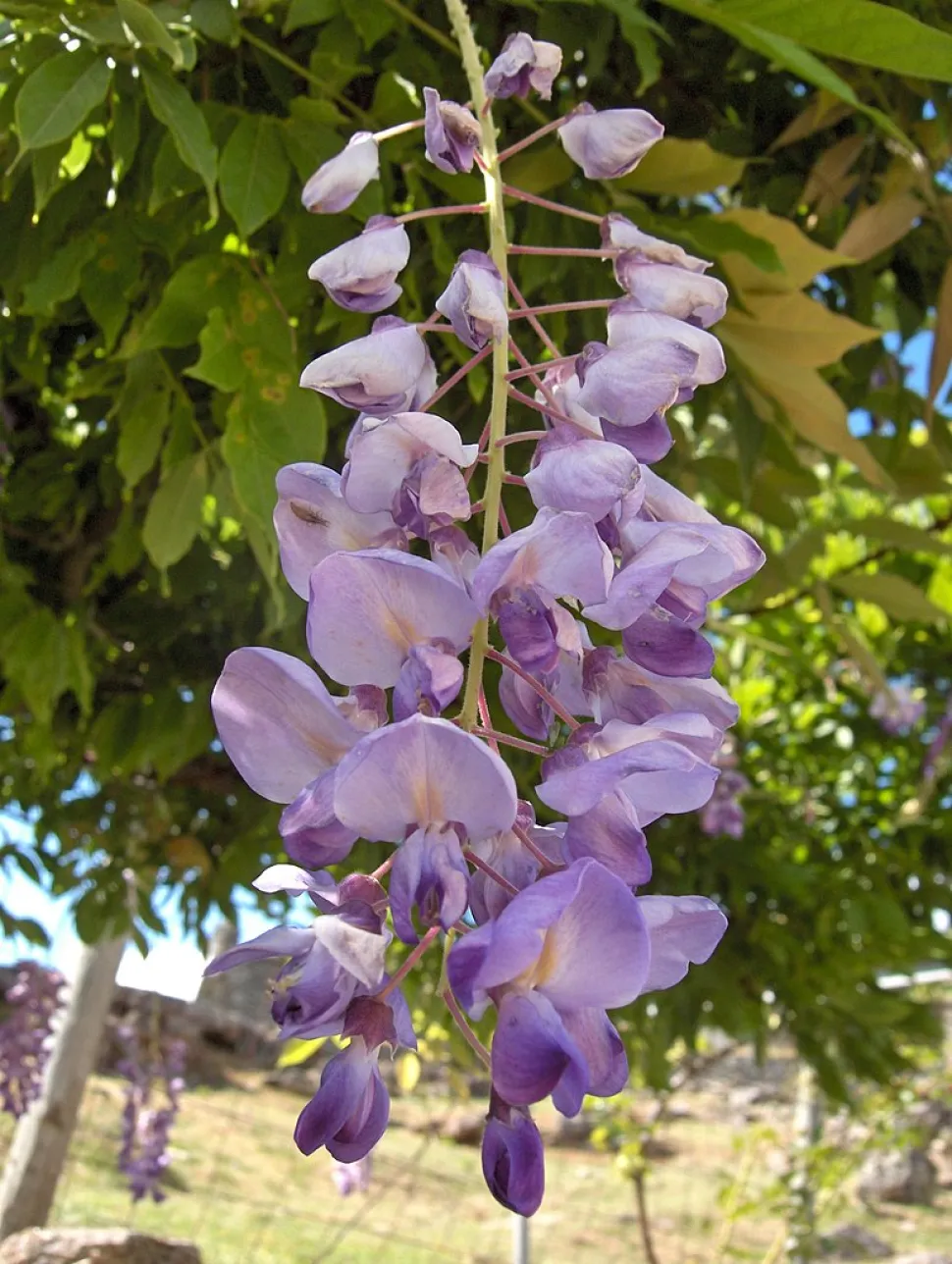 Fiori viola cadenti di glicine cinese