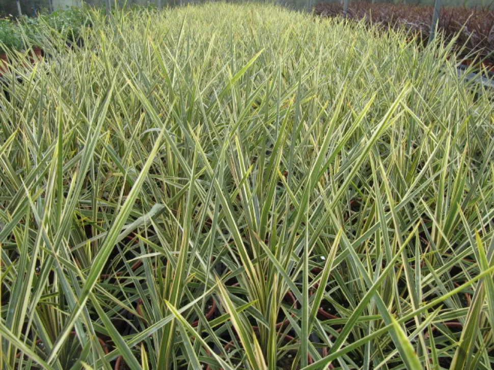 Várias Cordylines Torbay Dazzler num vaso