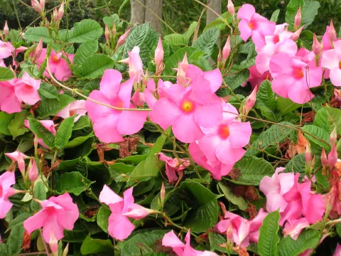 Rosa Dipladenia Mandevilla amabilis