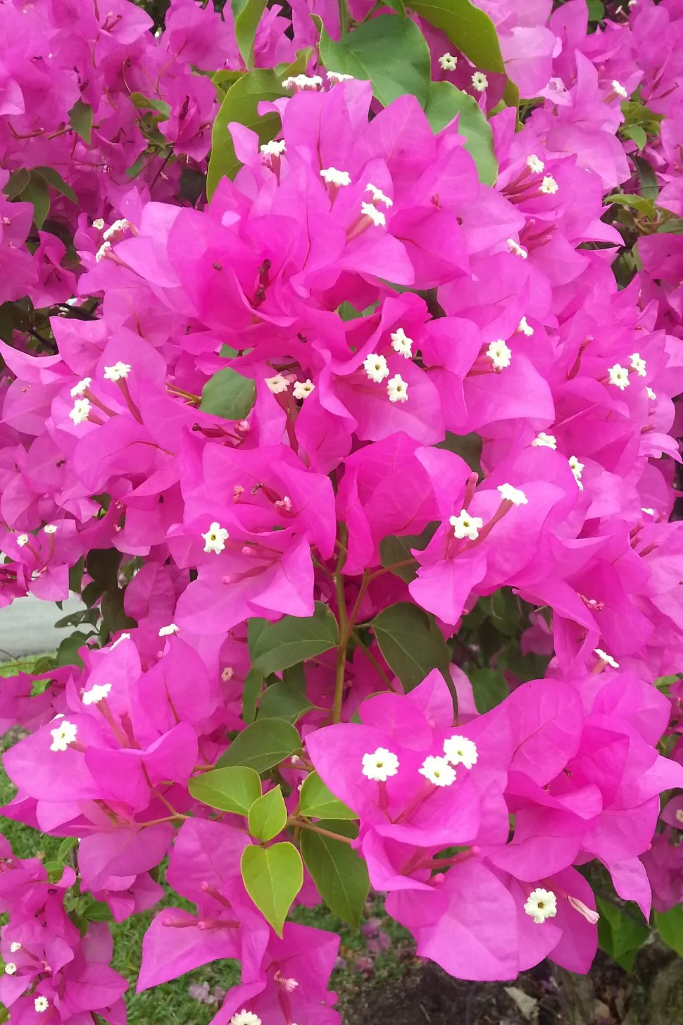 Flores rosas y blancas Bougainvillea Glabra