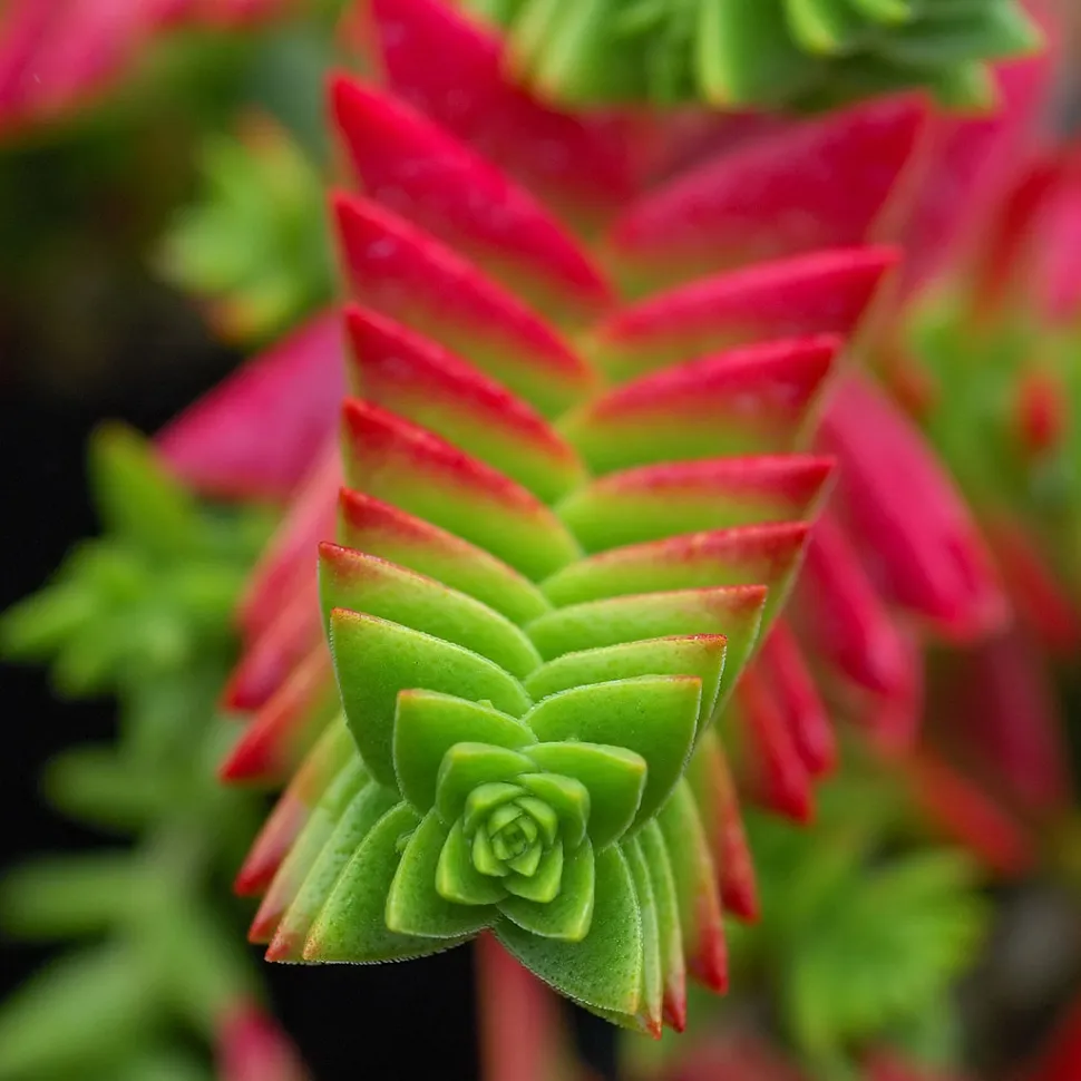 Folhas verdes e vermelhas de Crassula capitell