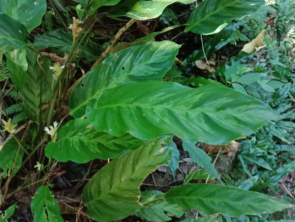 Hojas verdes de Calathea lietzei