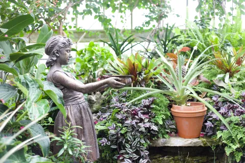 Des plantes dans une véranda