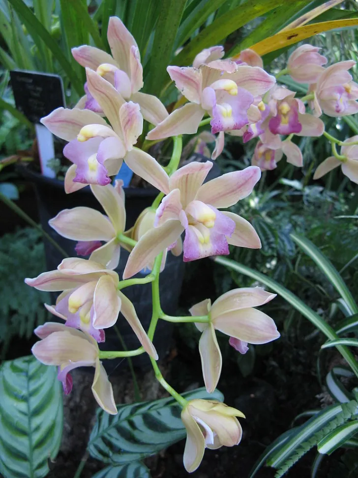 Cymbidium Sarah Jean 'Peach' Cascading Orchid