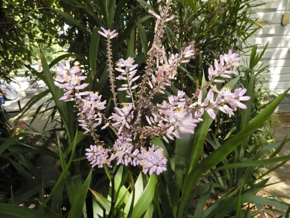 Fleurs mauves Cordyline stricta