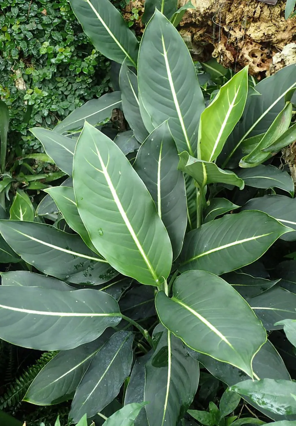 Dieffenbachia oerstedii in de grond