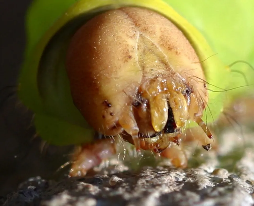 Primer plano de una oruga de frente