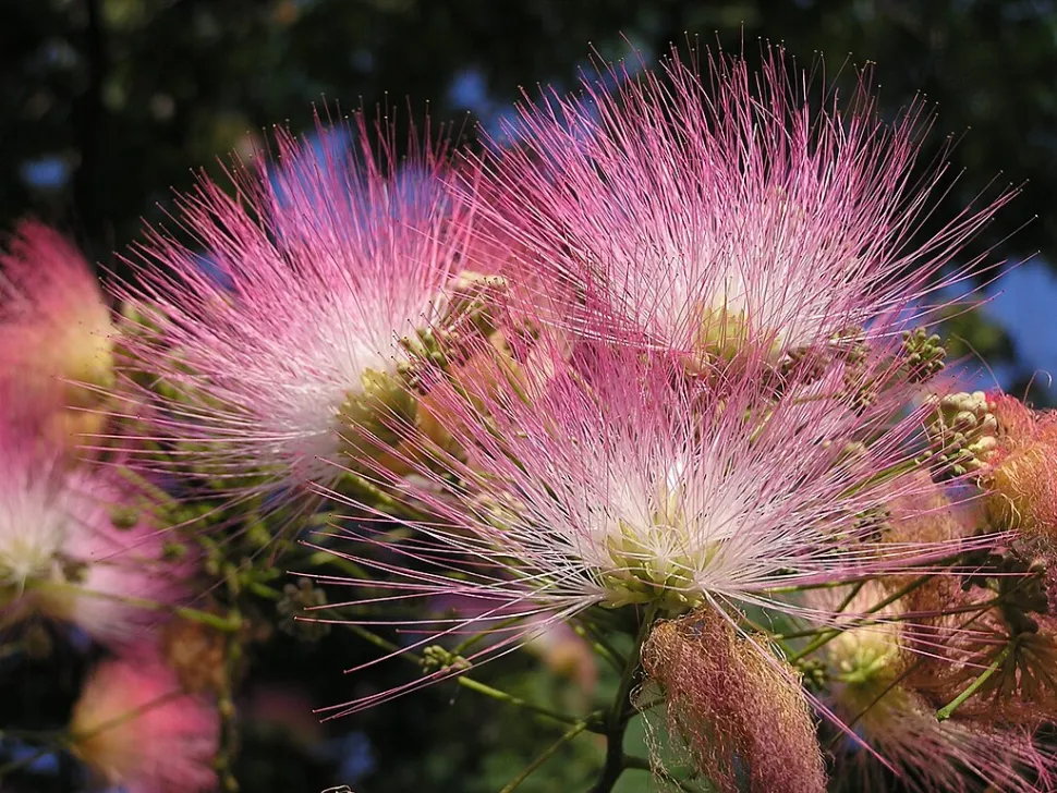 Flores blancas y rosas Albizia julibrissin
