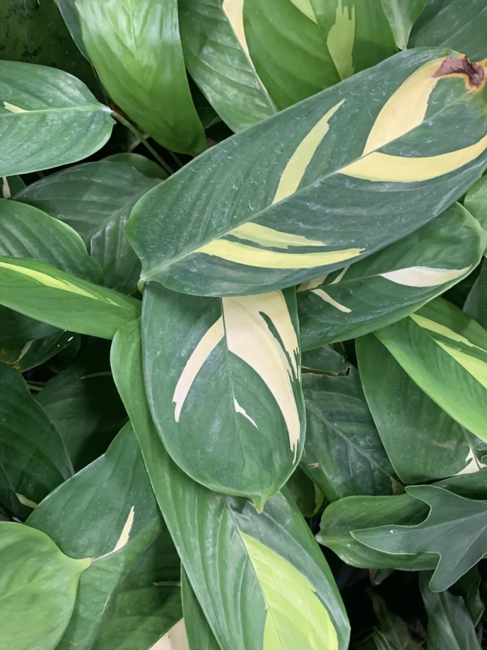Blätter von Ctenanthe lubbersiana in Nahaufnahme