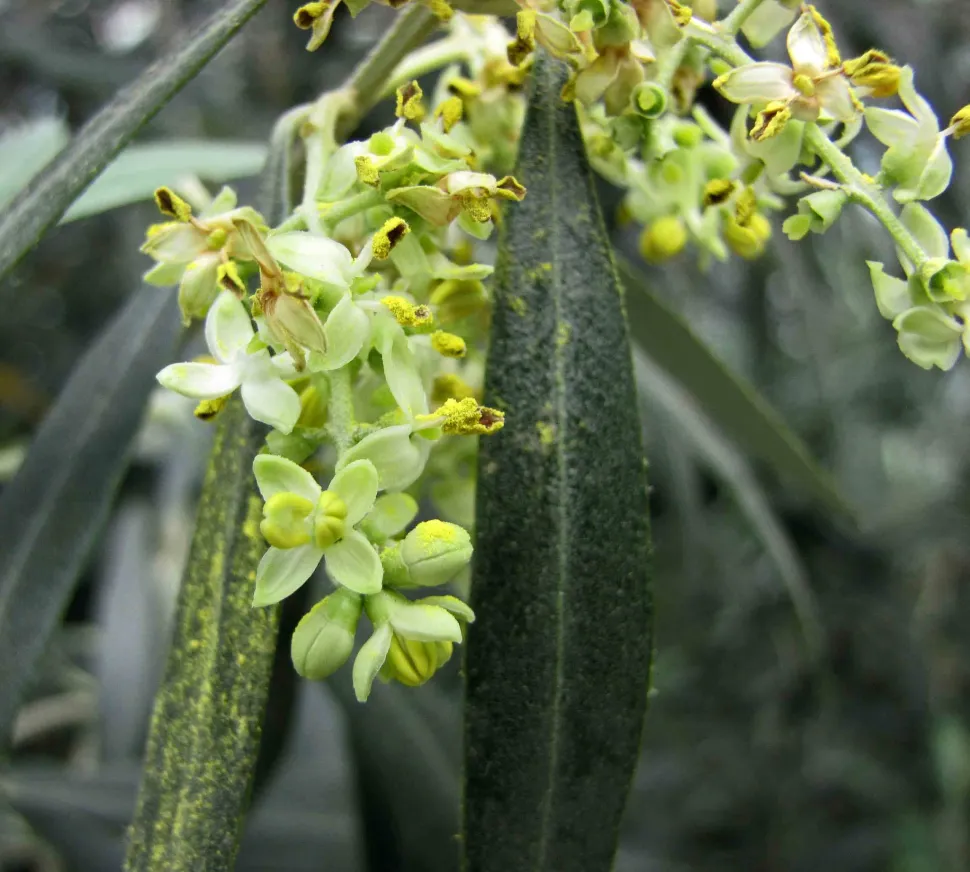 Flores amarelas de oliveira