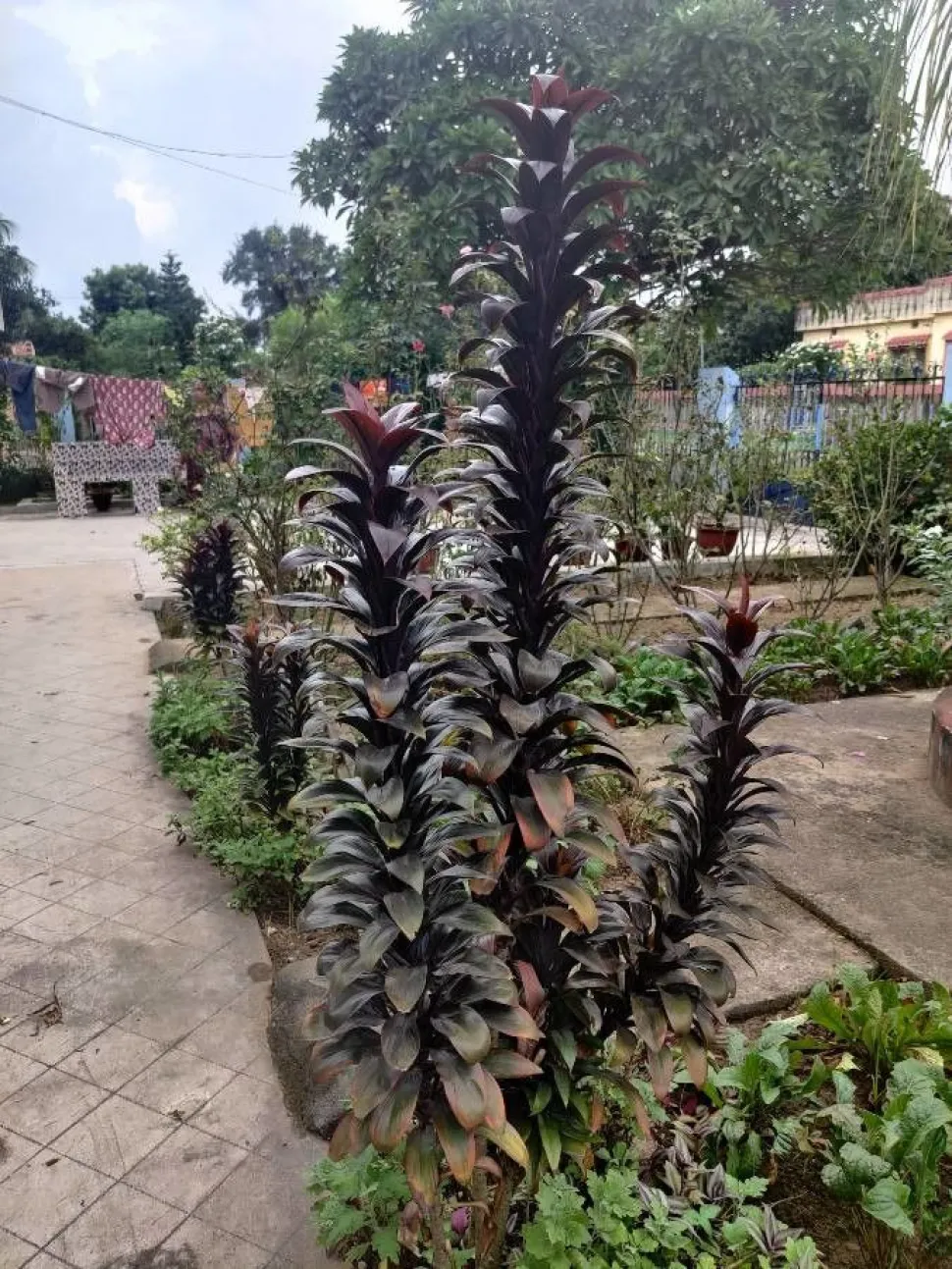 Coryline 'Purple compacta' en el jardín