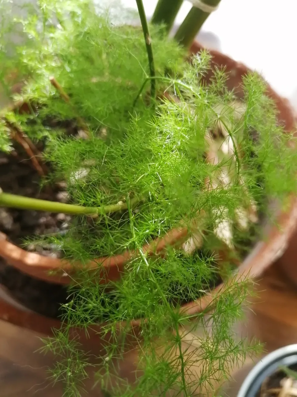 Asparagus setaceus im Topf