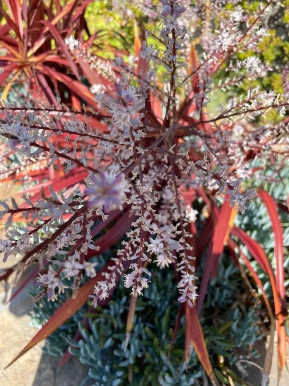 Cordyline Red Star en flor