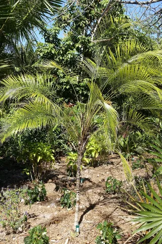 Palmera Syagrus weddelliana