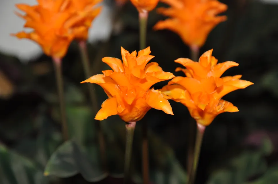 Flores amarelas de açafrão Goeppertia crocata
