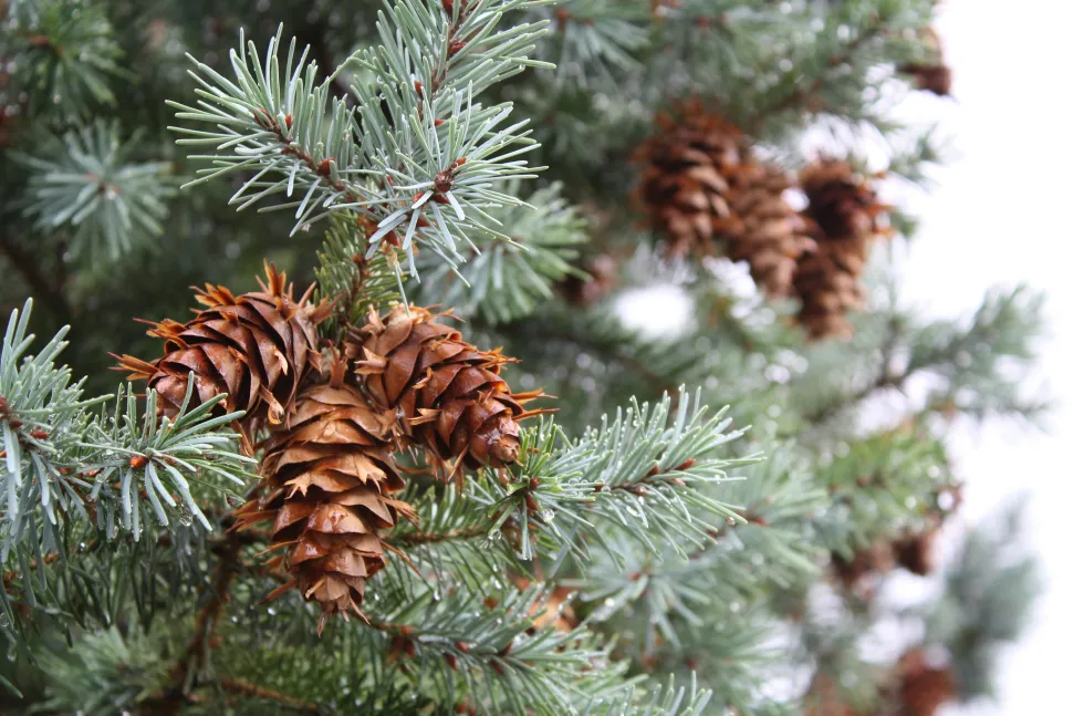 Pine cones Picea pungens