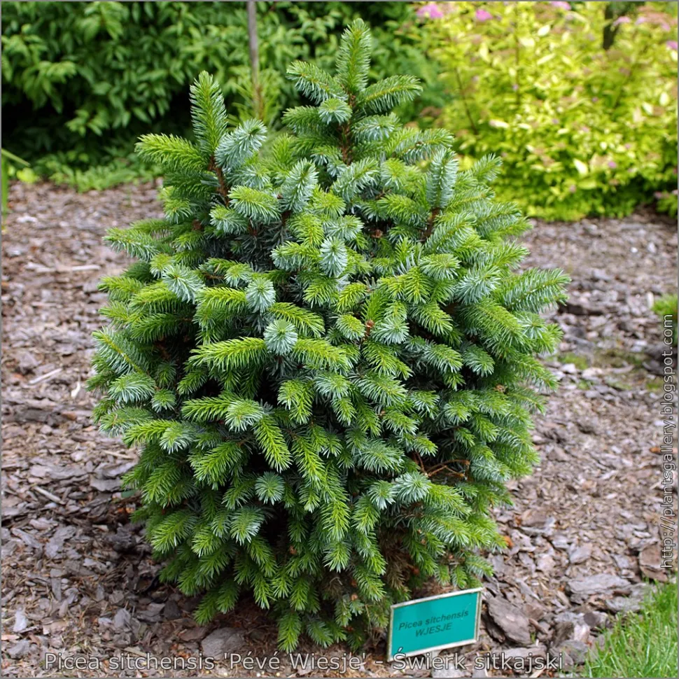 Ung Picea sitchensis
