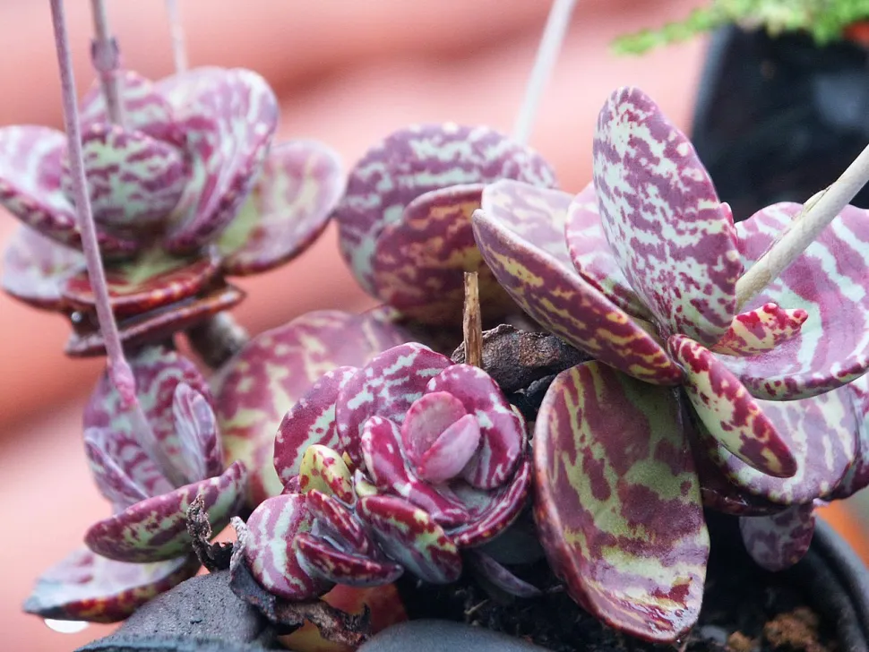 Folhas marmoreadas Kalanchoe marmorata