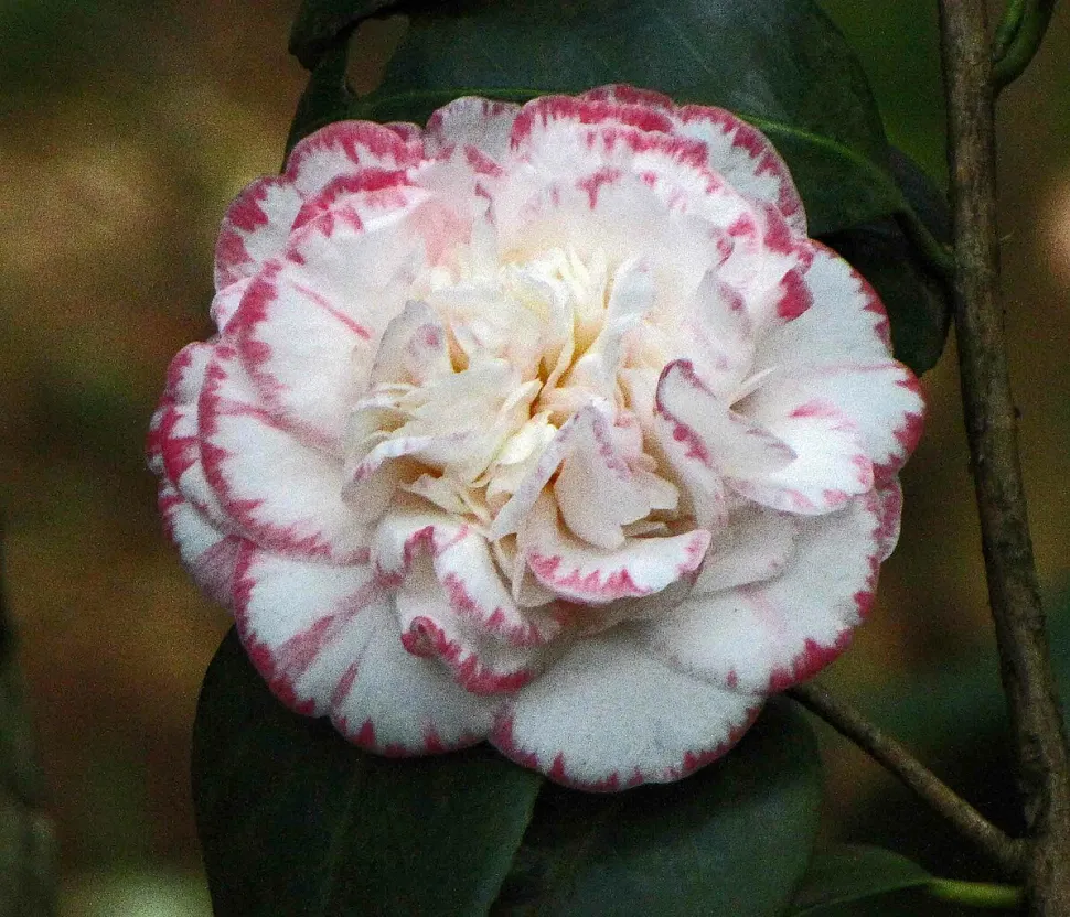 Bloemen Camellia japonica 'Margaret Davis
