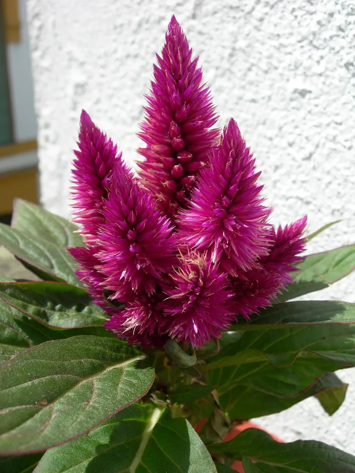 Fleurs Celosia spicata