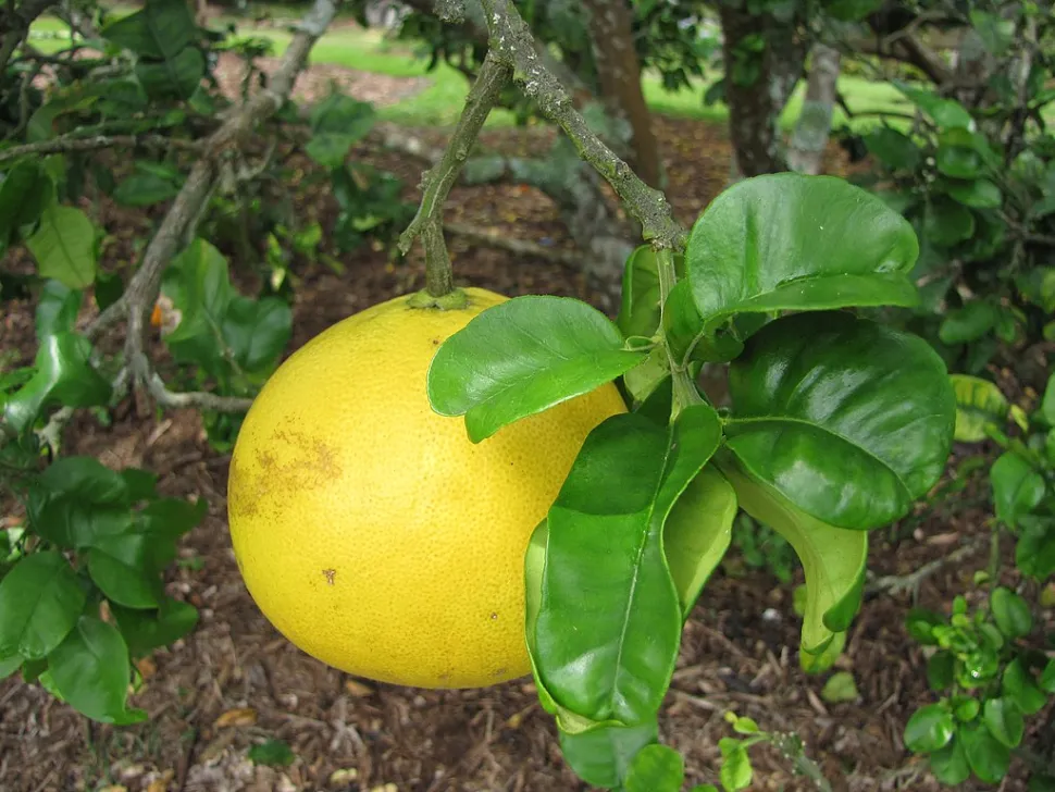 Citrus maxima-frugt
