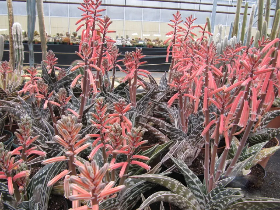 Lyserøde blomster Gonialoe variegata