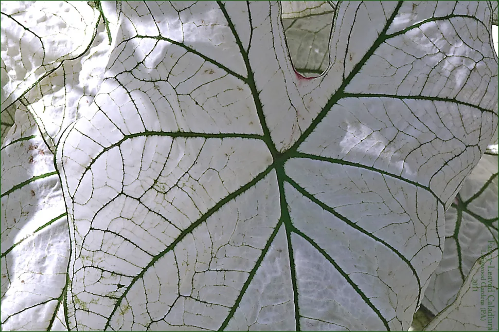 Primer plano de hojas blancas con venas verdes Caladium candidum