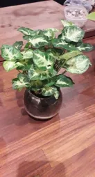 Syngonium miniatura a foglie verdi e bianche Syngonium Pixie