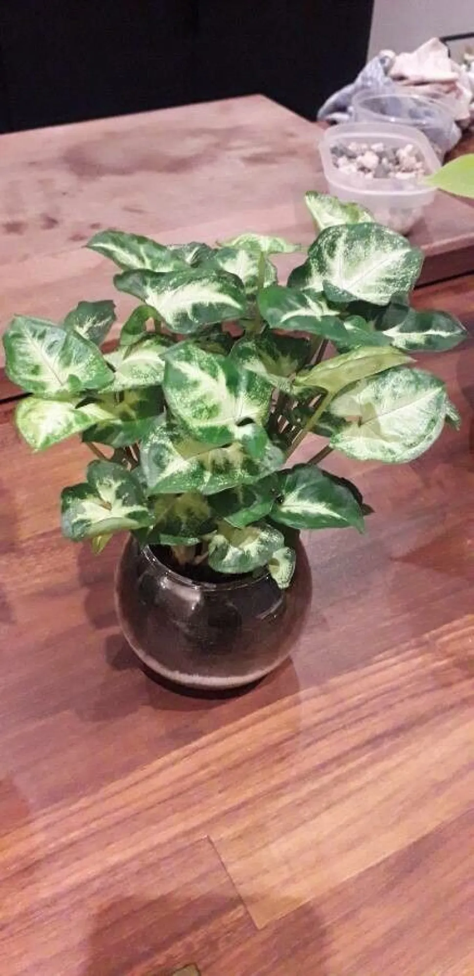 Syngonium miniatura hojas verdes y blancas Syngonium Pixie
