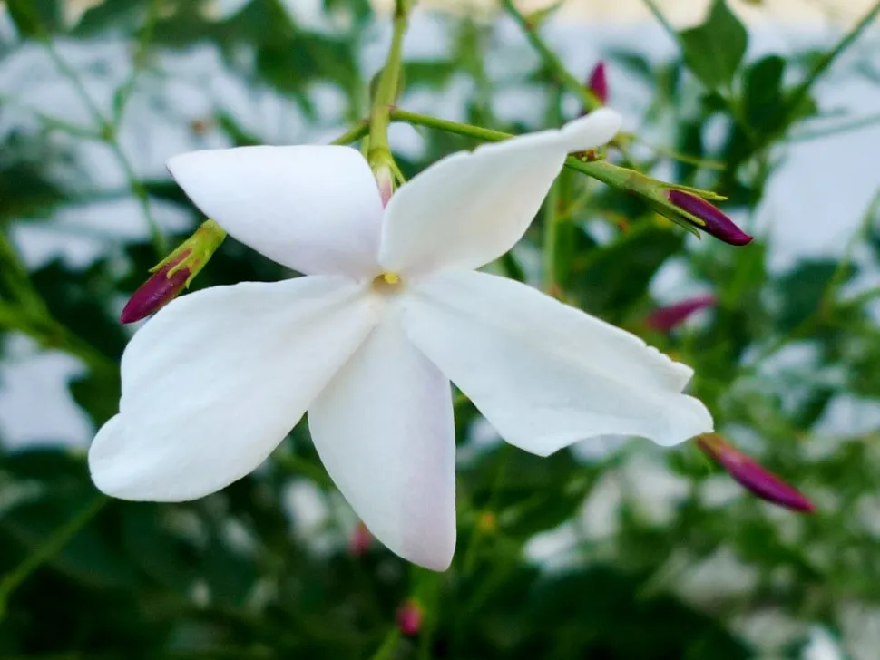 Bloem van Jasminum grandiflorum