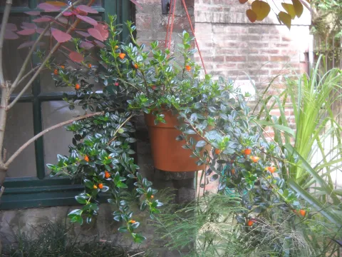 Potted and suspended goldfish plant