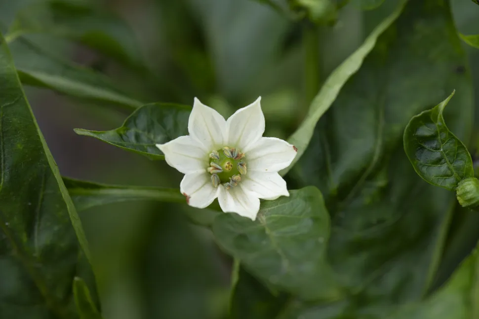 Fiore di pepe bianco