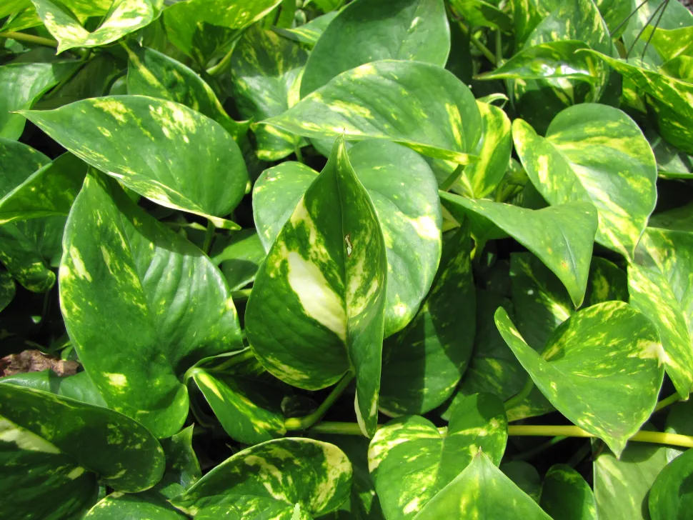 Epipremnum aureum