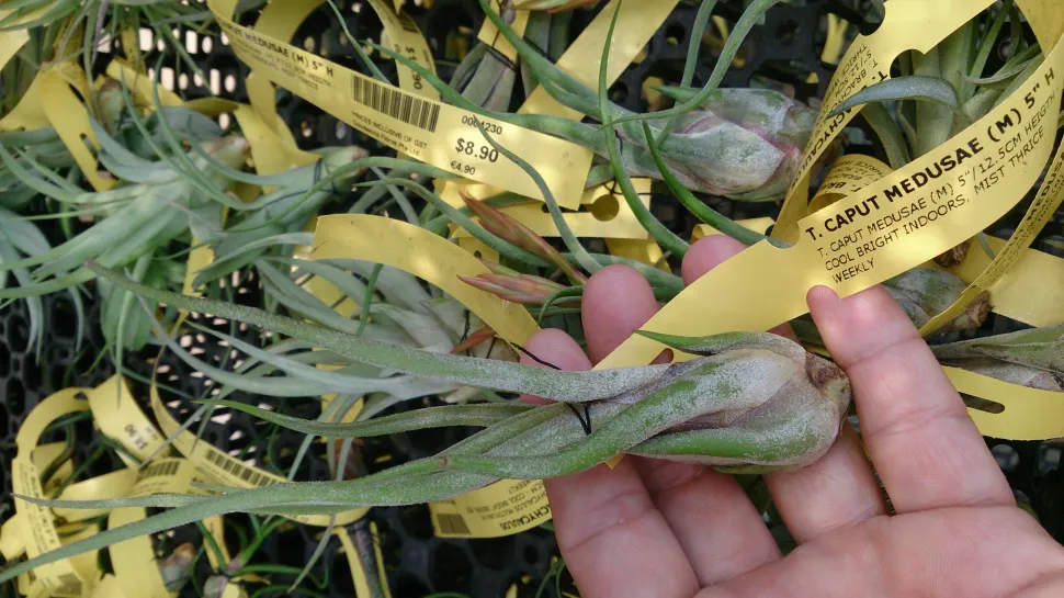 Planta cabeza de medusa con falso bulbo