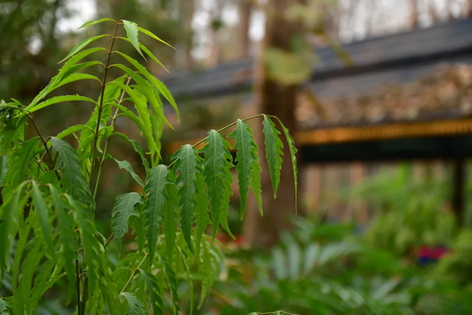 Foglie verdi Aralia Ming