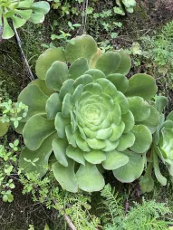 Leaf rosette Aeonium canariense