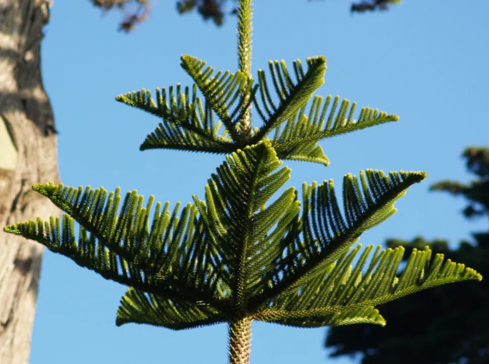 Ramos de Araucaria heterophylla