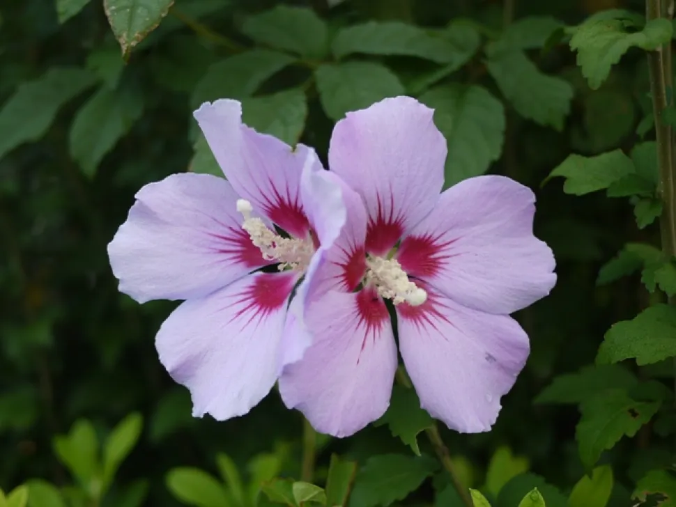Hibiscusbloemen uit Syrië
