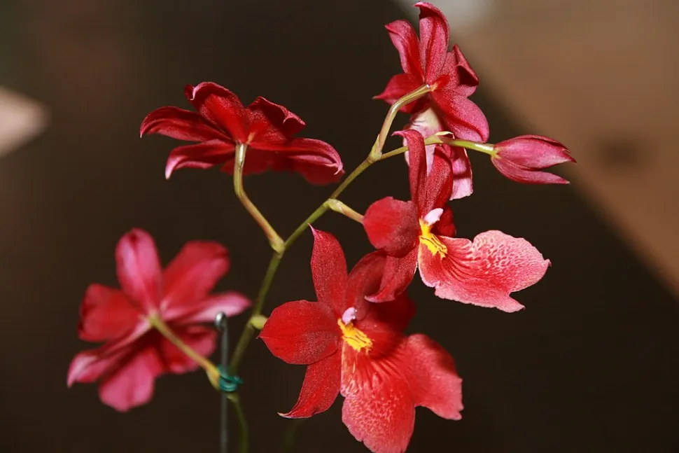 Orchidee Cambria Nelly Isler rot