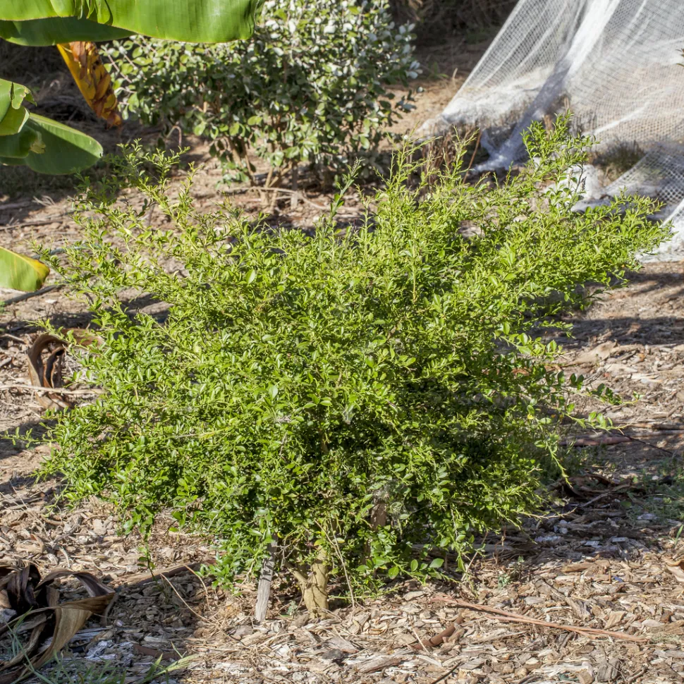 Citrus australasica en pleine terre