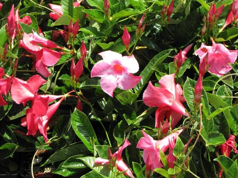 Mandevilla Dipladenia splendens rosa
