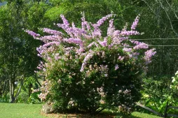 Arbuste fleuri Bougainvillea Glabra