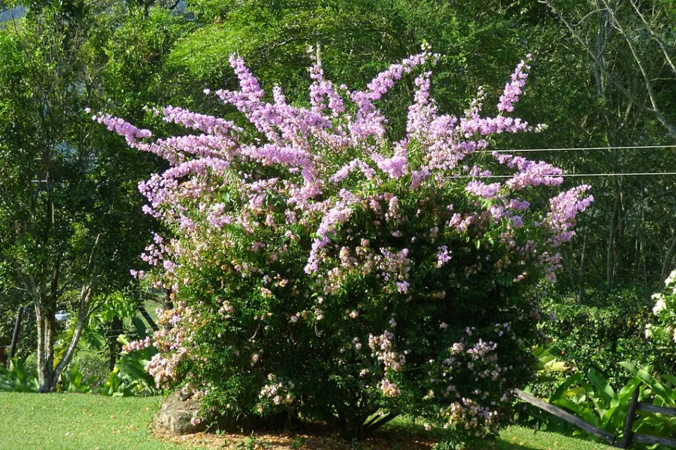 Bougainvillea Glabra bloeiende struik