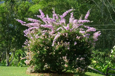 Bougainvillea Glabra blomstrende busk