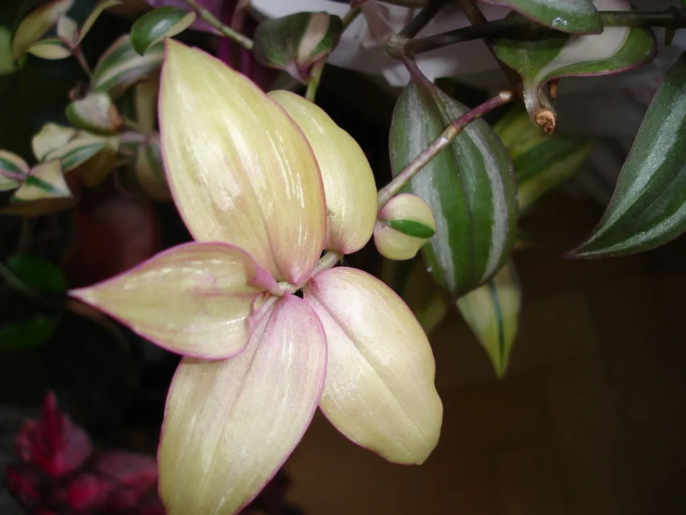 Hoja joven de Tradescantia 'Quadricolor